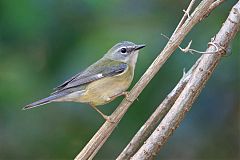 Black-throated Blue Warbler